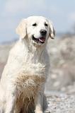GOLDEN RETRIEVER 434